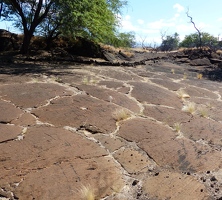 Petroglyph field